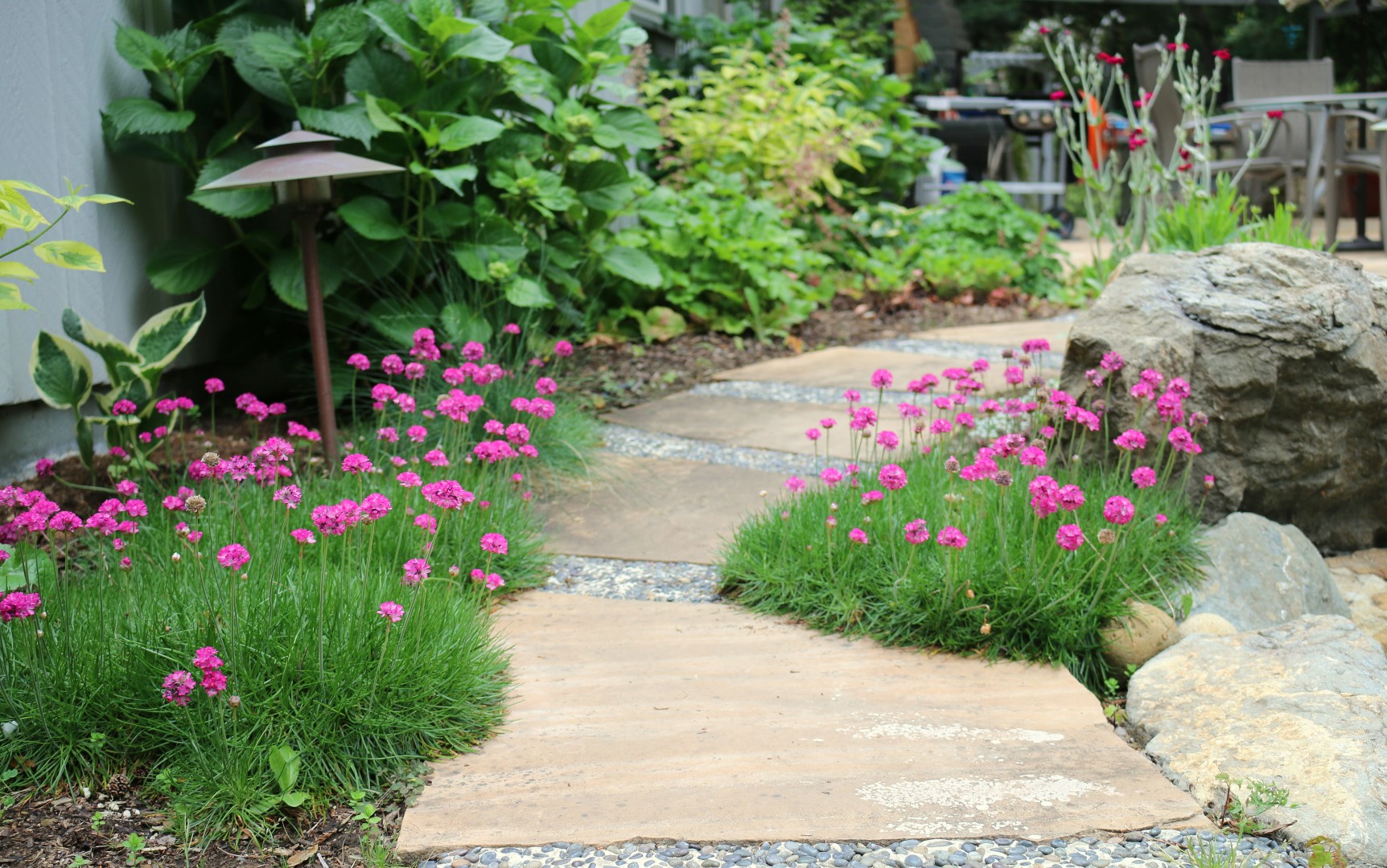 Sea Thrift growing at Loma Mar vacation cottage