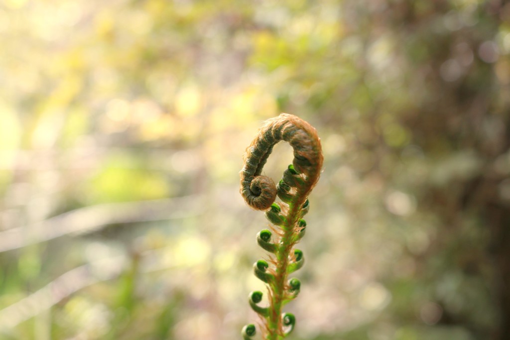 Western sord fern growing at Loma Mar vacation cottage