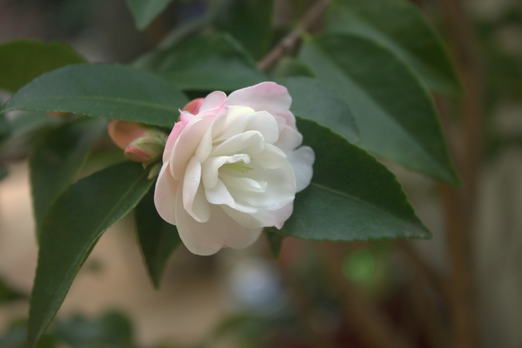 Camellia at Loma Mar cottage