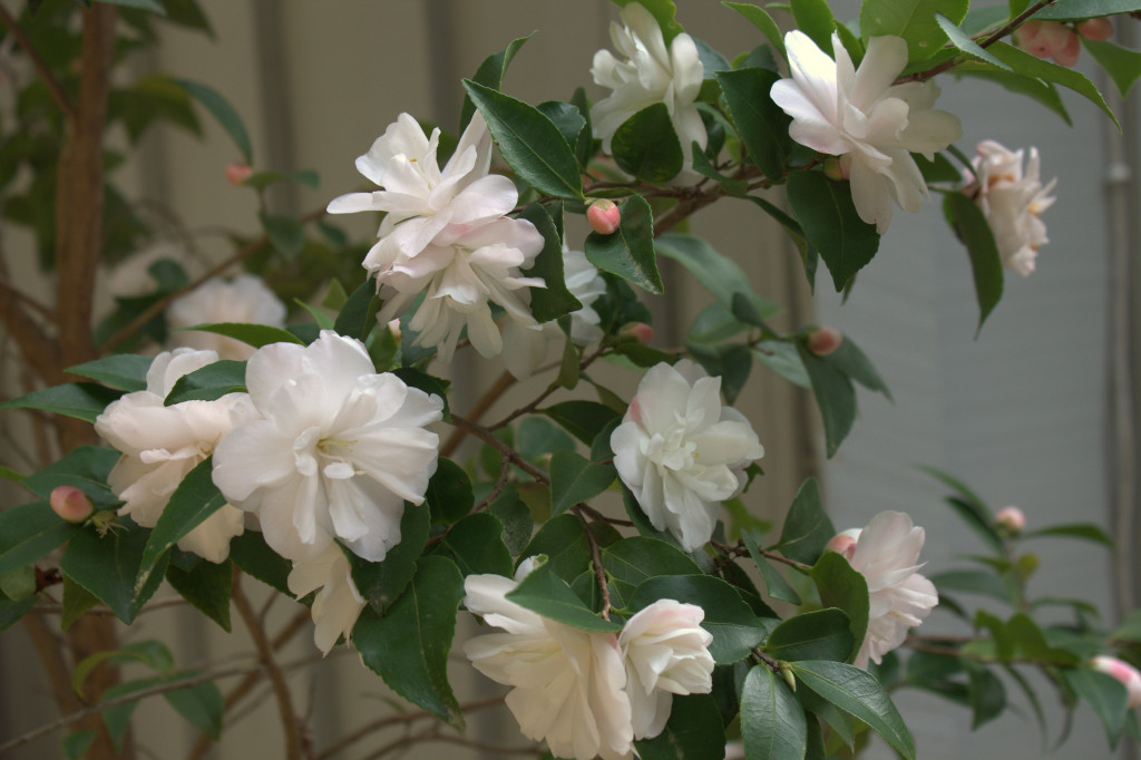 Camellia tree at Loma Mar cottage