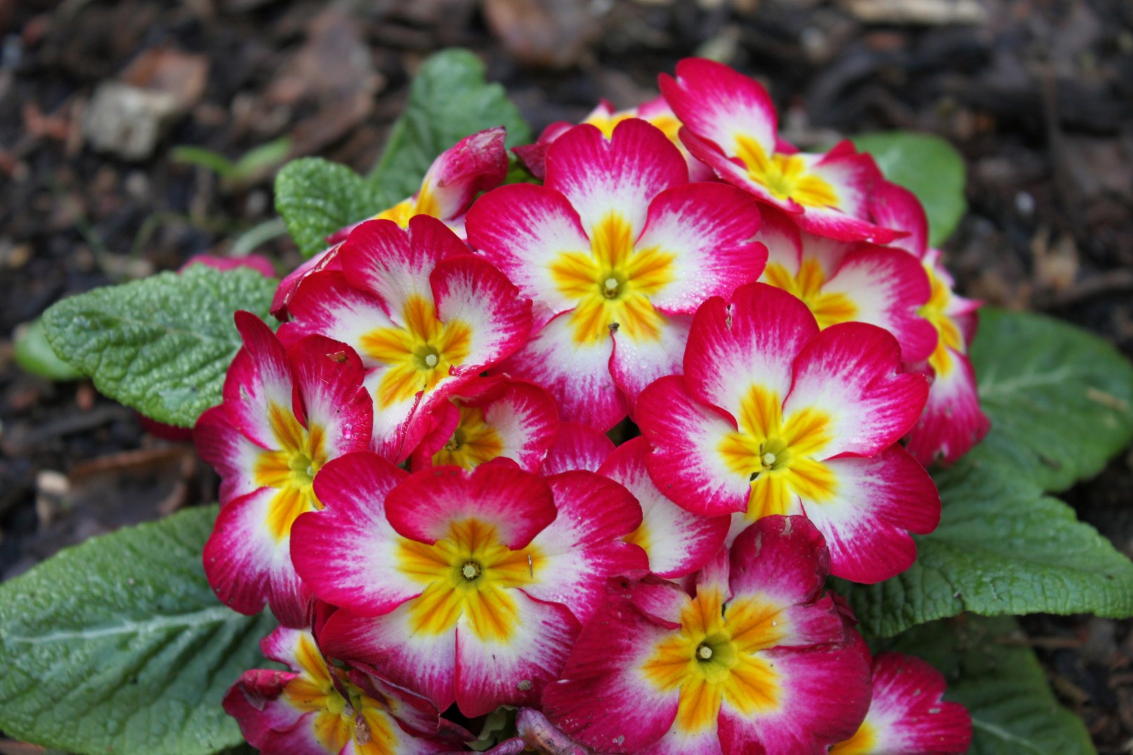 Primroses at Loma Mar vacation cottage