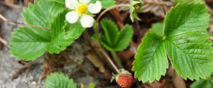 What’s Growing at The Cottage No. 032