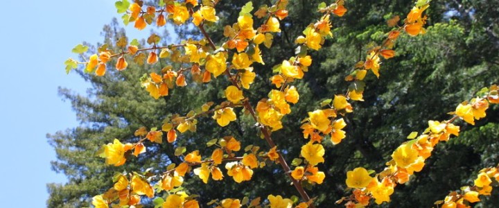 What’s Growing in Our Vacation Cottage Garden?