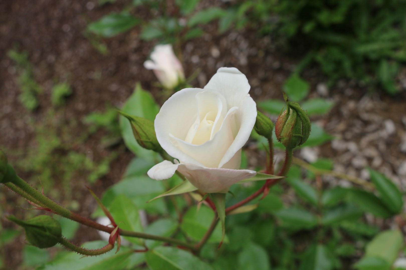 Rosa Iceberg flower Loma Mar, CA