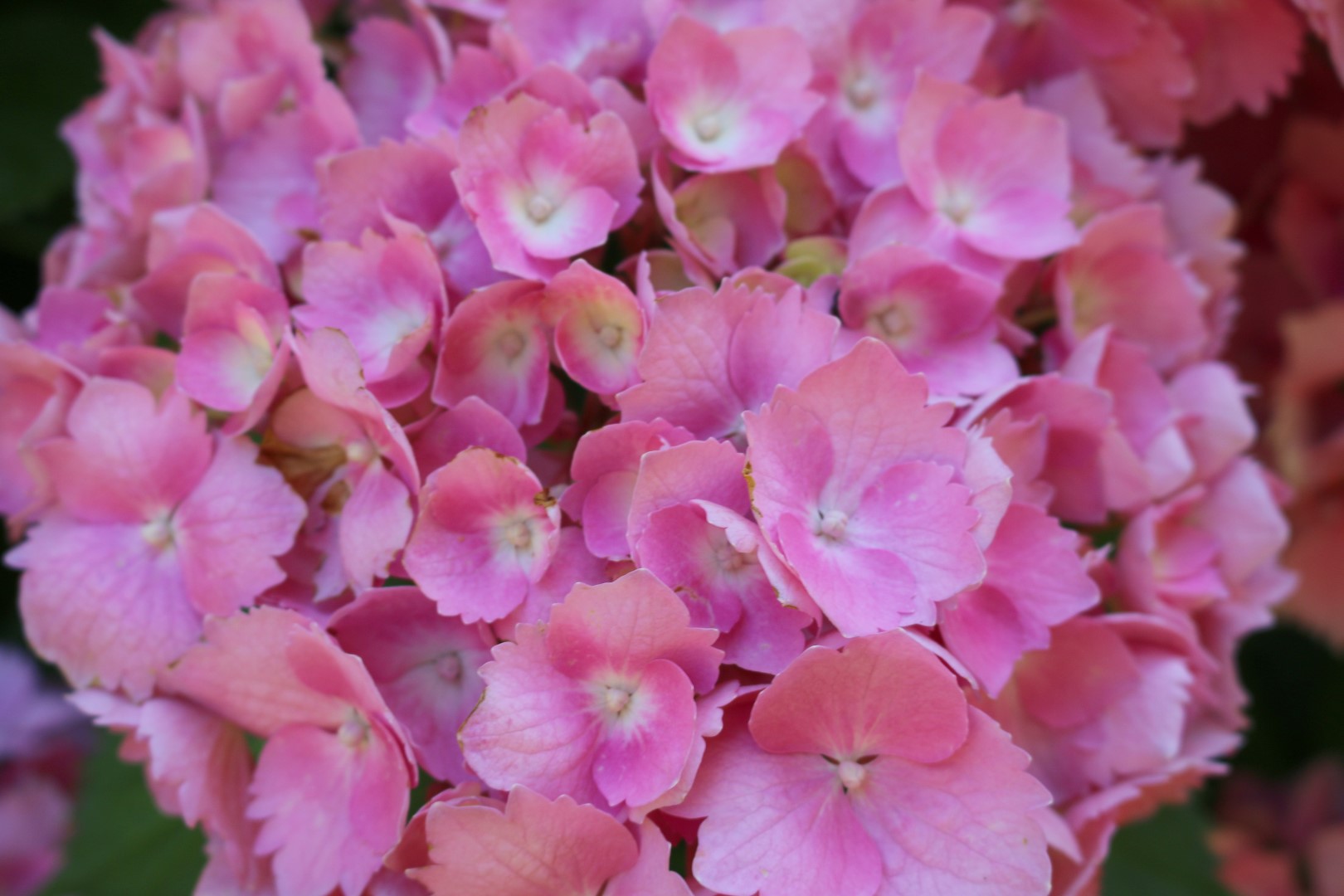 Hydrangea head