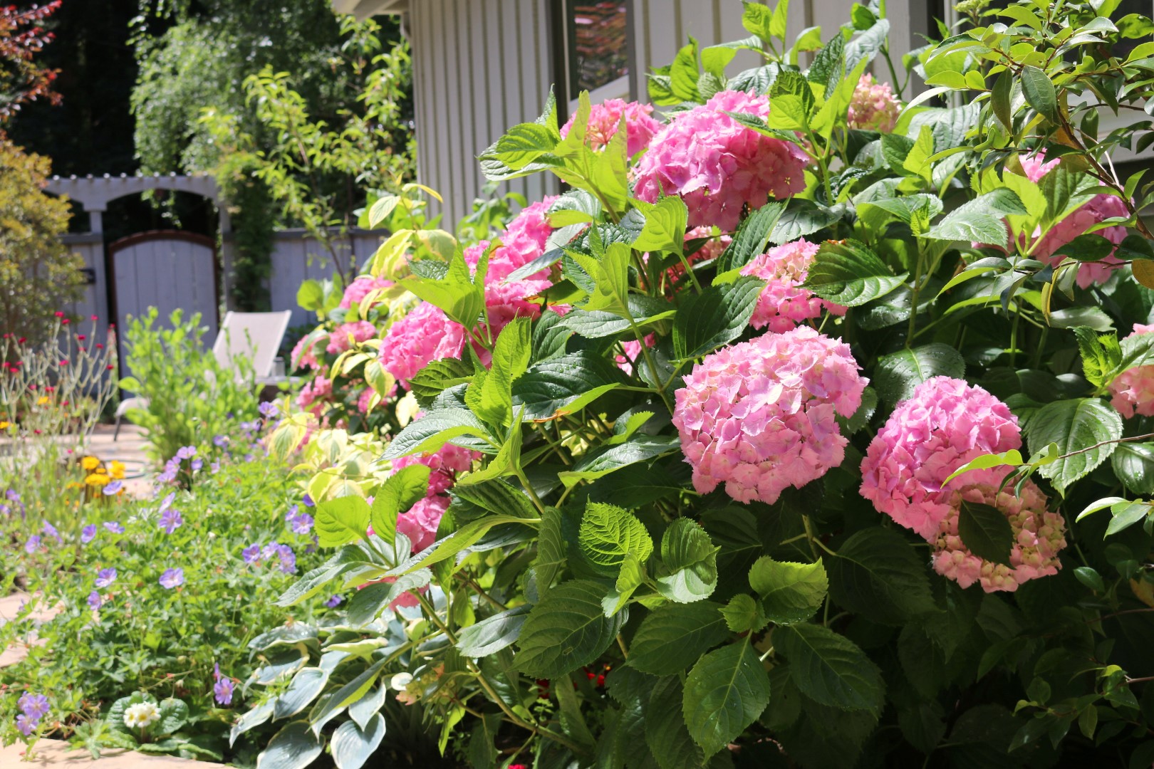 Hydrangeas along path at Loma Mar vacation cottage