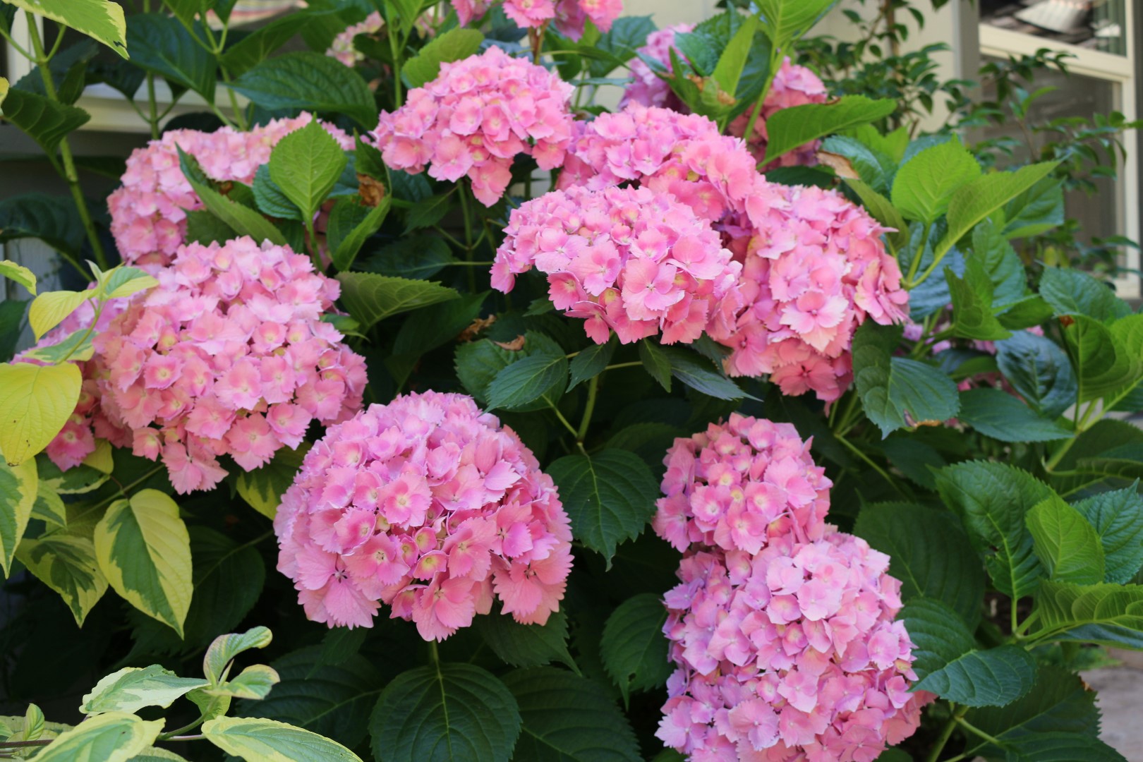 Hydrangeas at Loma Mar vacation cottage