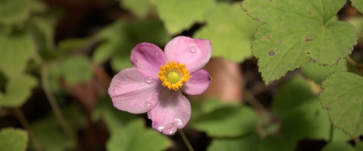 What’s Growing at The Cottage No. 057