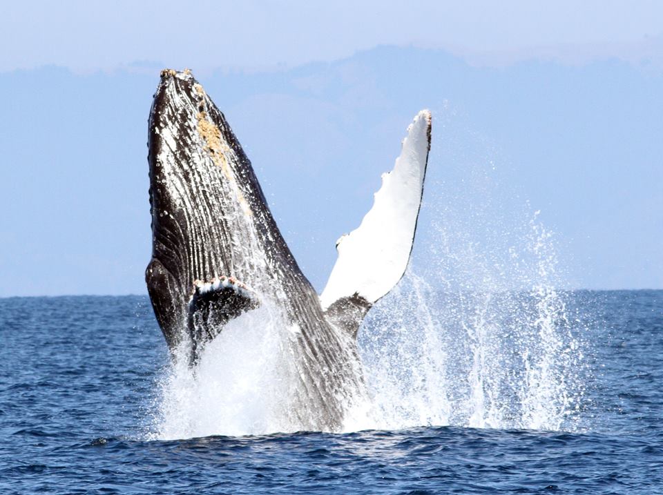 Humpback whale-Oceanic Society