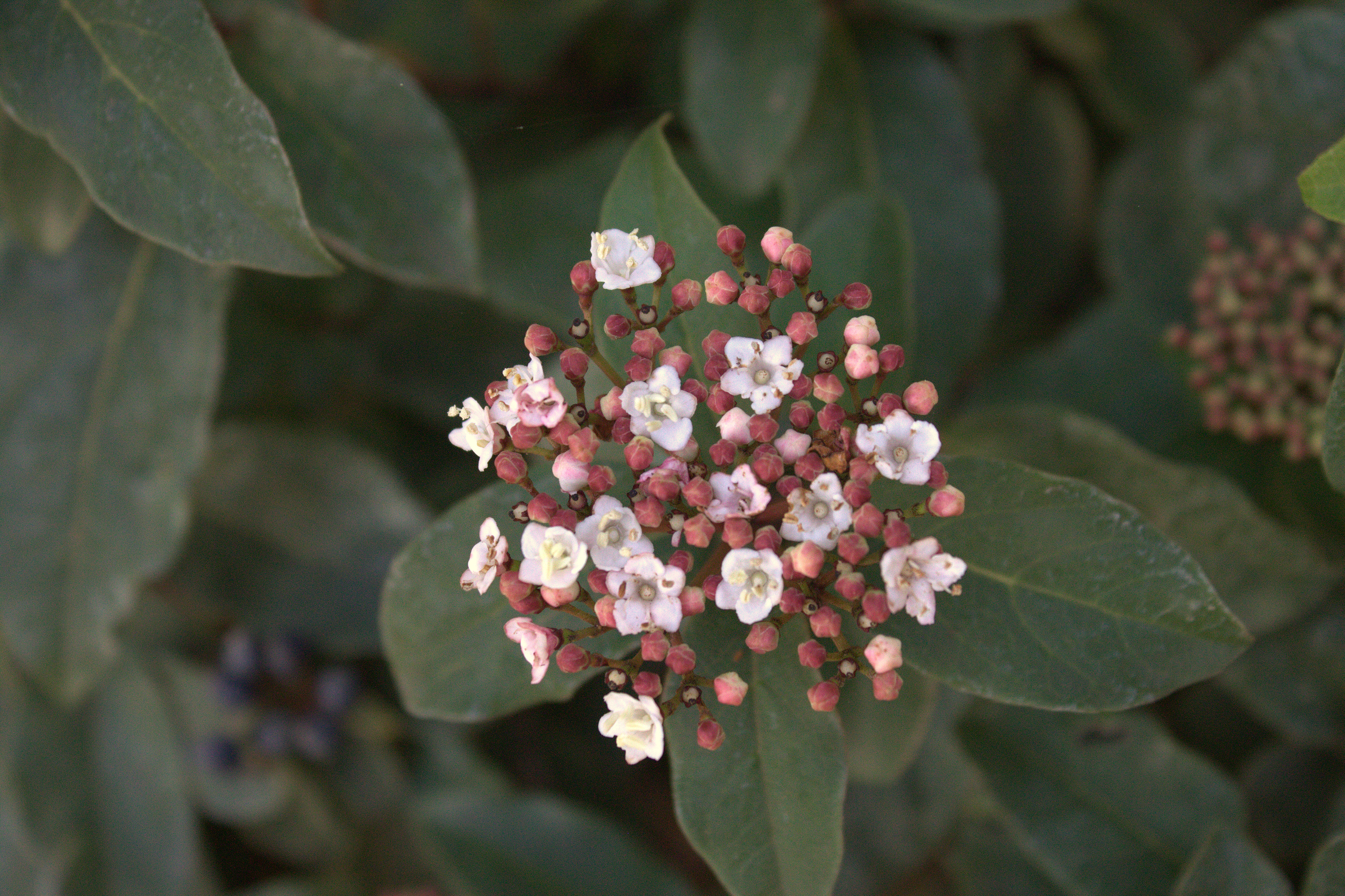 Spirea at Loma Mar cottage