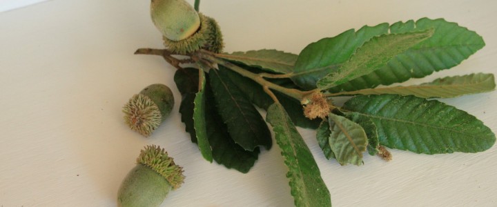 Tan Oak growing at Loma Mar vacation cottage