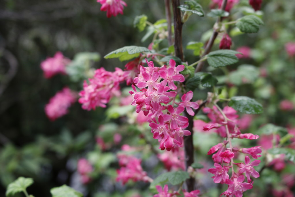 Ribes growing at Loma Mar cottage